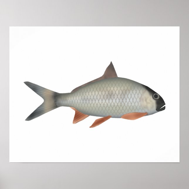 Assamese Kingfish Poster (Front)