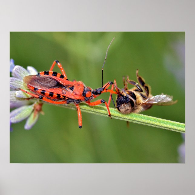 Assassin bug eating a bee poster (Front)