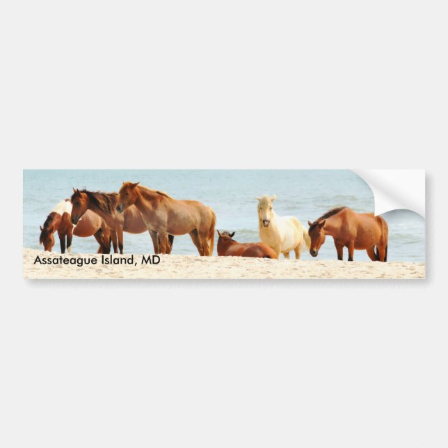 Assateague island Bumper Sticker (Front)