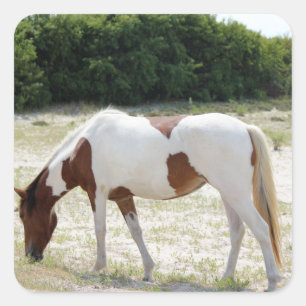Assateague Island horse Square Sticker