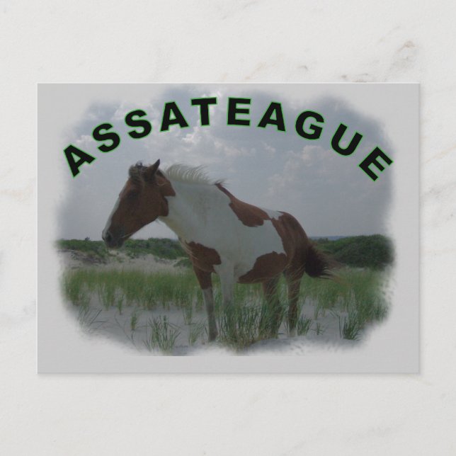 Assateague Island Postcard (Front)