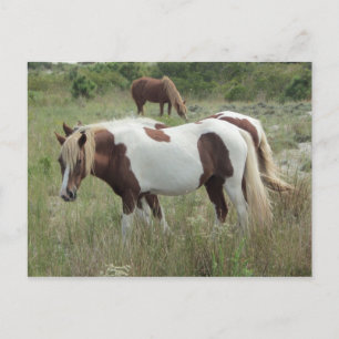 Assateague Ponies Postcard