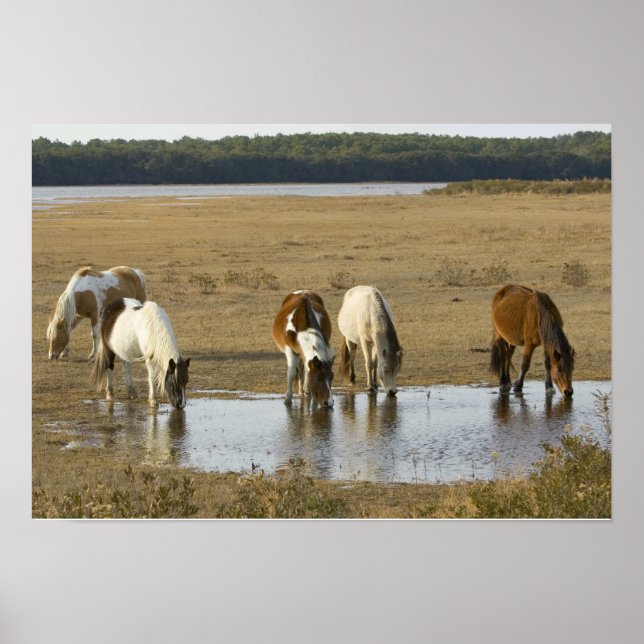 Assateague Ponies Poster (Front)