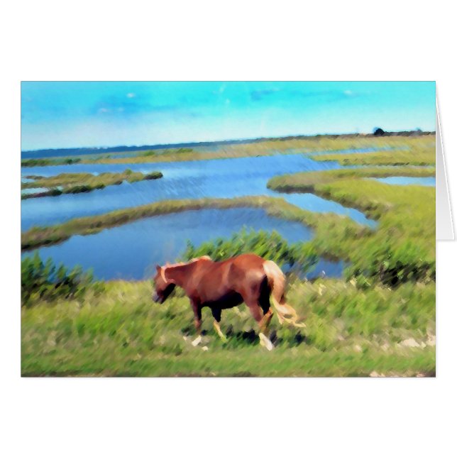 Assateague pony (Front Horizontal)