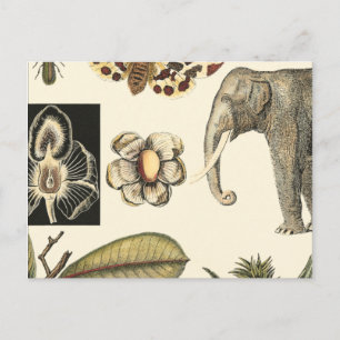 Assorted Animals Painted on Cream Background Postcard