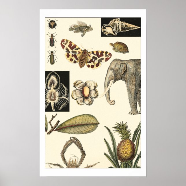 Assorted Animals Painted on Cream Background Poster (Front)