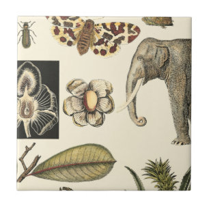 Assorted Animals Painted on Cream Background Tile
