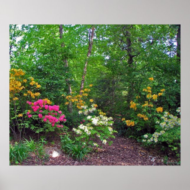 Assorted Northern Lights Azaleas Poster (Front)