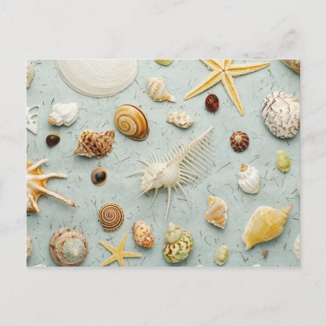 Assorted seashells on blue background postcard (Front)