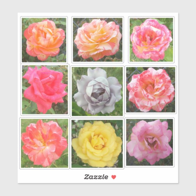 Assorted Solid & Variegated Rose Photos (Sheet)