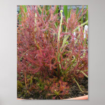 Assorted Sundew (Drosera) Photo Poster