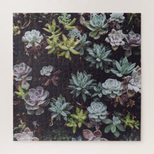 Assortment of Small Succulent Plants Jigsaw Puzzle