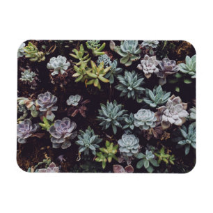 Assortment of Small Succulent Plants Magnet