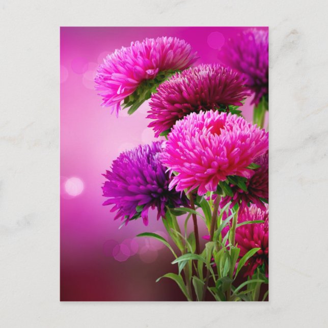 Aster Autumn Flowers Art Design Postcard (Front)