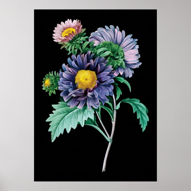 Aster botanical black background print (Front)