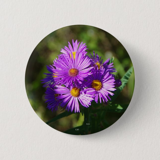 Aster button (Front)