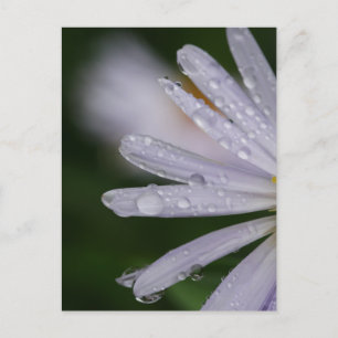 Aster Flower Postcard