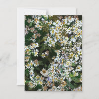 ASTER FLOWERS