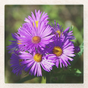 Aster glass coaster
