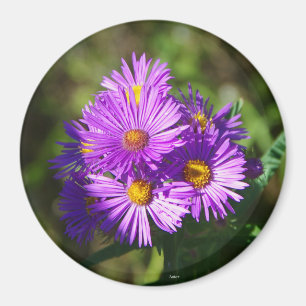 Aster magnet
