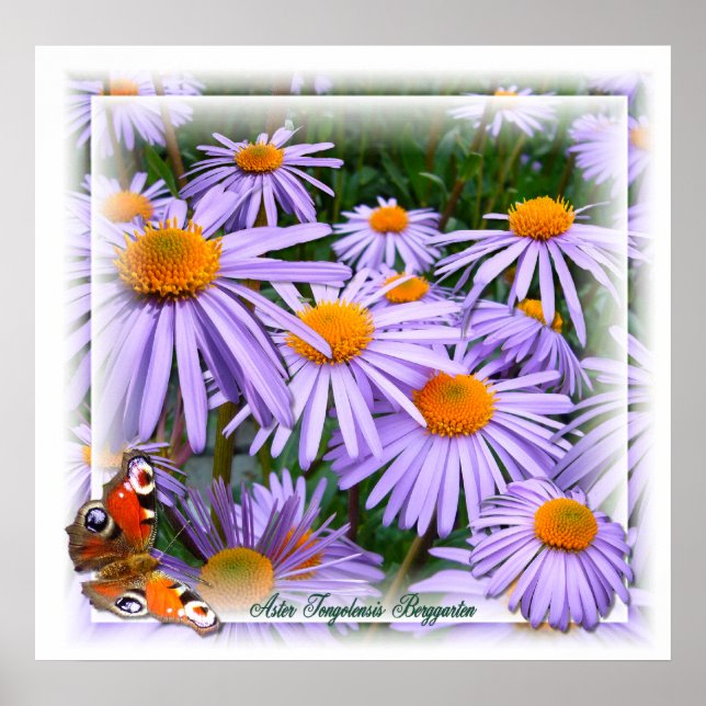 Aster  ~ Poster (Front)