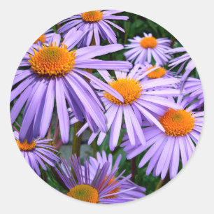 Aster-Tongolensis flower Classic Round Sticker
