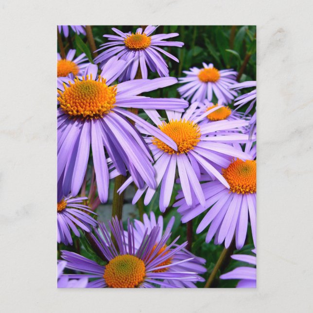 Aster-Tongolensis flower Postcard (Front)