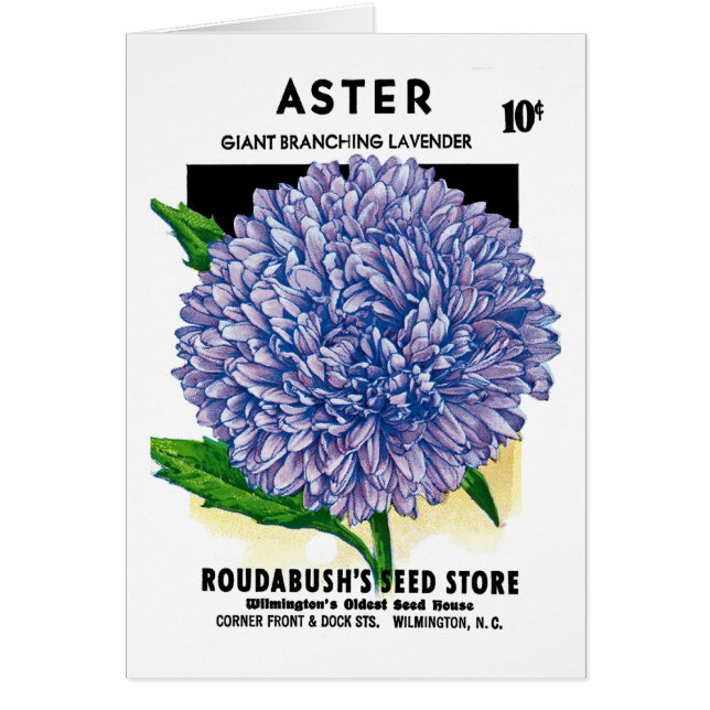 Aster Vintage Seed Packet (Front)
