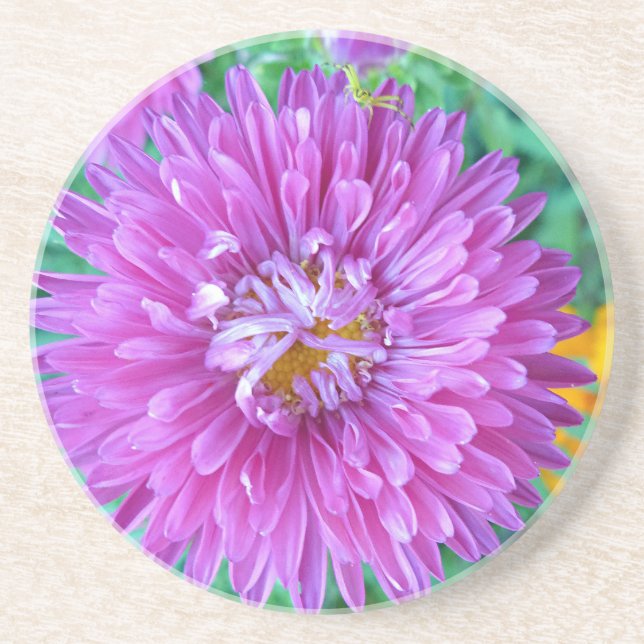 Aster with Crab Spider Coaster (Front)