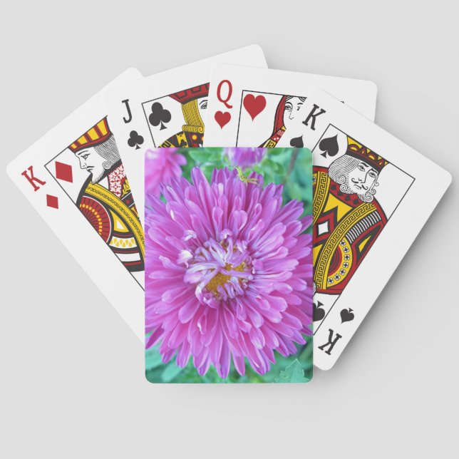 Aster with Crab Spider Playing Cards (Back)