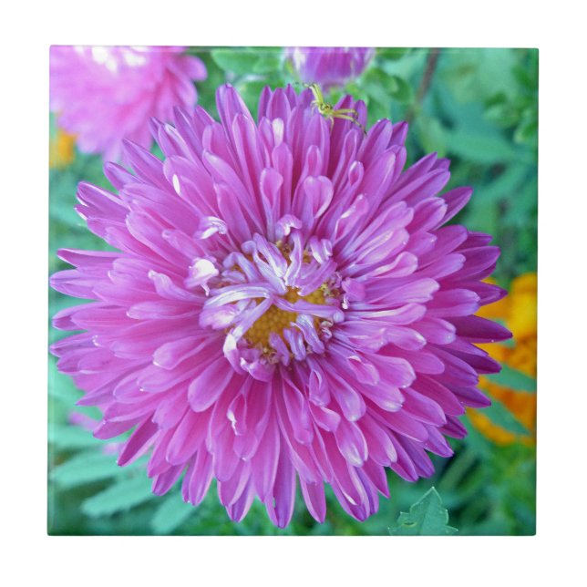 Aster with Crab Spider Tile (Front)