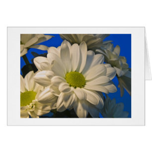 Asters