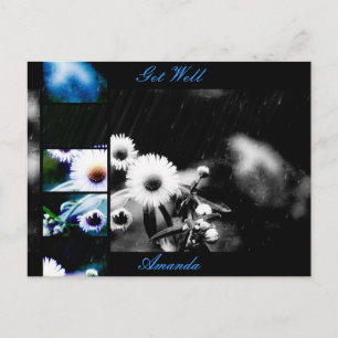 Asters Aglow Collage Postcard *Customise*