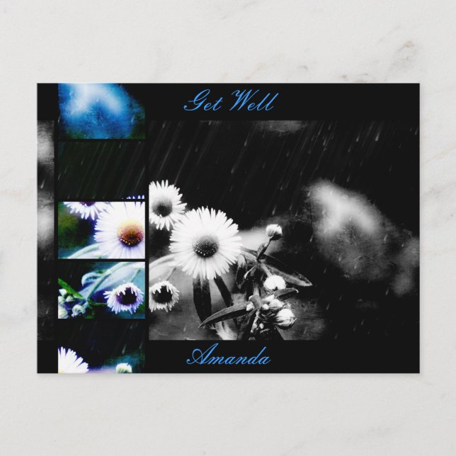 Asters Aglow Collage Postcard *Customise* (Front)