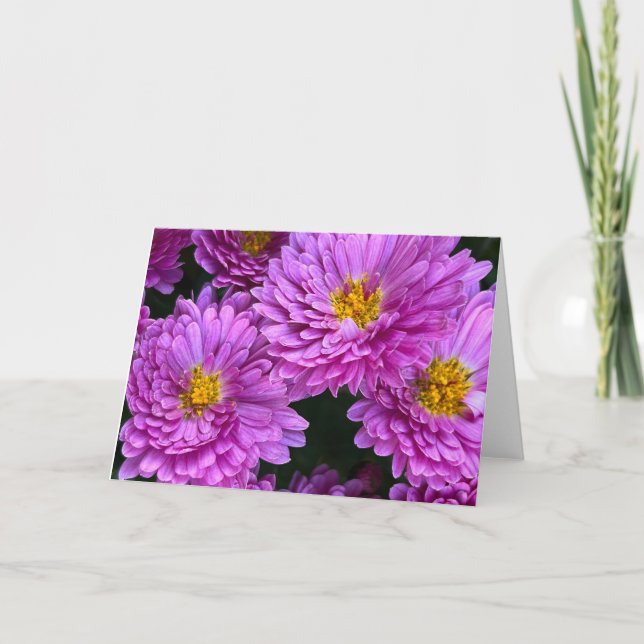Asters in Full Bloom Blank Card (Front)