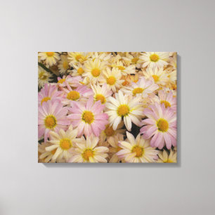 Asters on Wrapped canvas