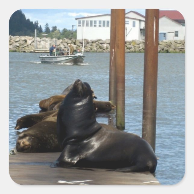 Astoria Oregon Sealions Square Sticker (Front)