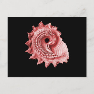 Astraea heliotropium postcard