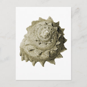 Astraea heliotropium postcard