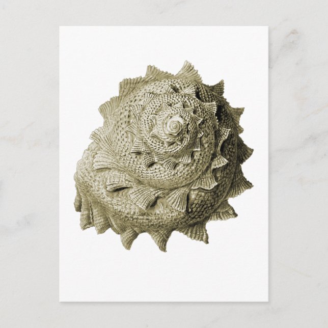Astraea heliotropium postcard (Front)