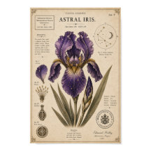 Astral Iris Victorian Botanical Museum Print
