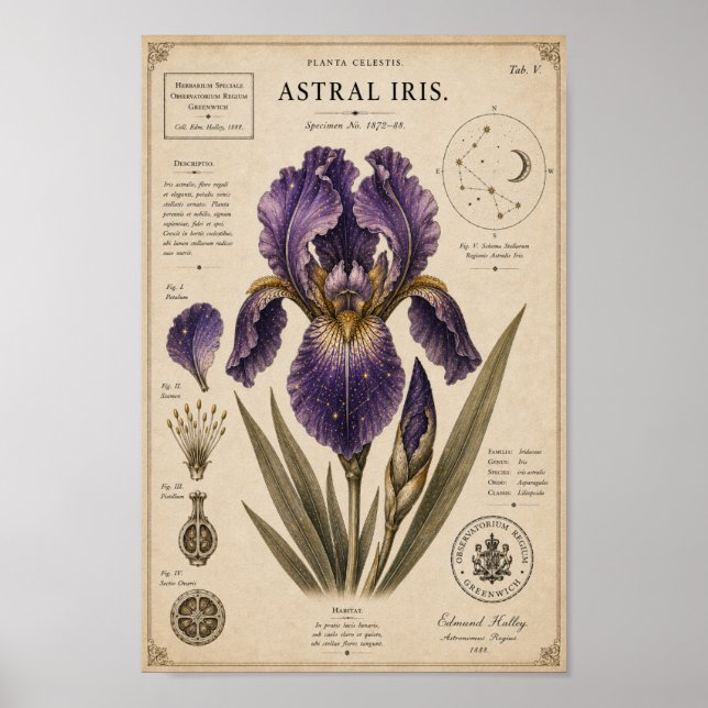 Astral Iris Victorian Botanical Museum Print (Front)