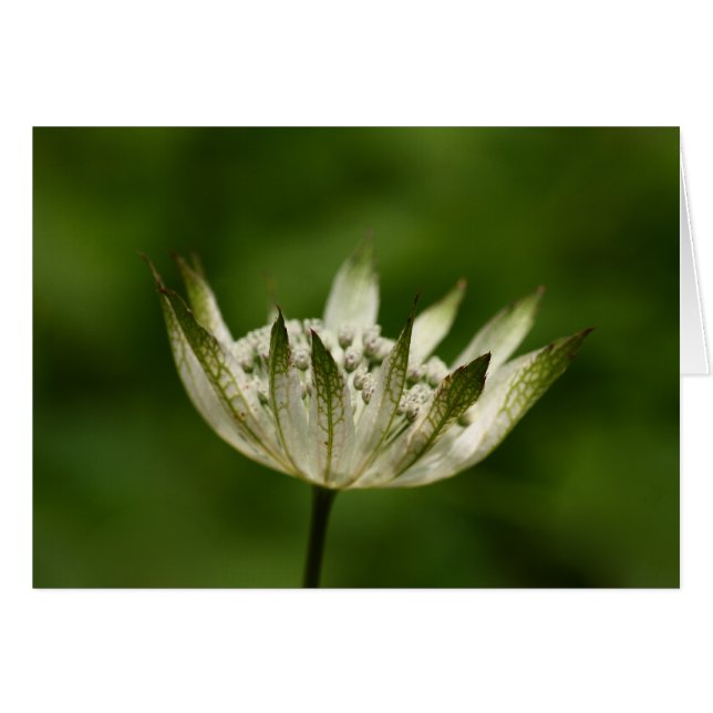 Astrantia (Front Horizontal)