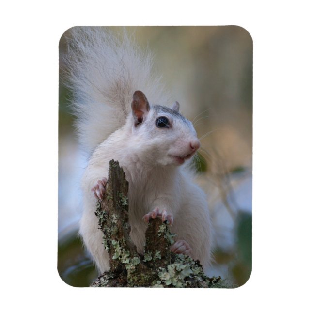 Astronaut Squirrel Magnet (Vertical)
