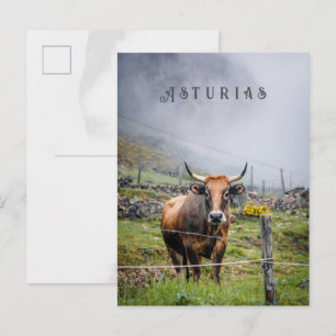 Asturias Mountain Cow Travel, decorative text Postcard