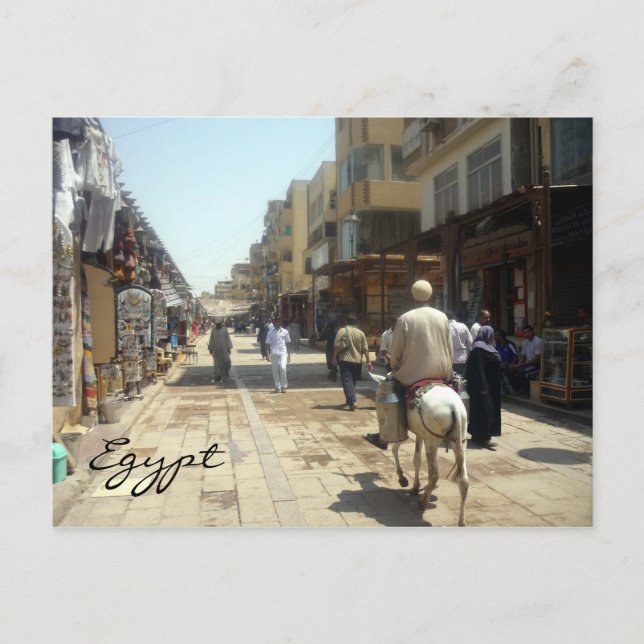aswan donkey postcard (Front)