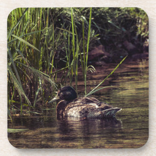 At Pond's Edge Coaster