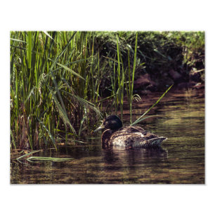 At Pond's Edge Photo Print