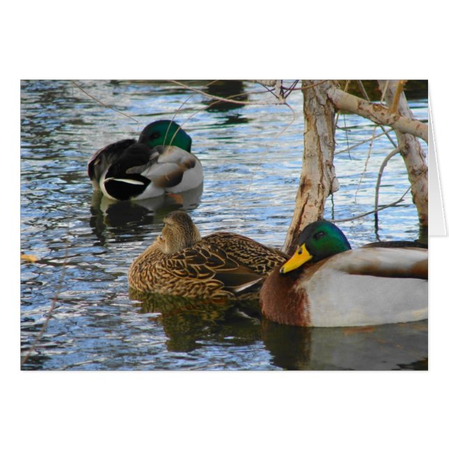 At Rest (Front Horizontal)