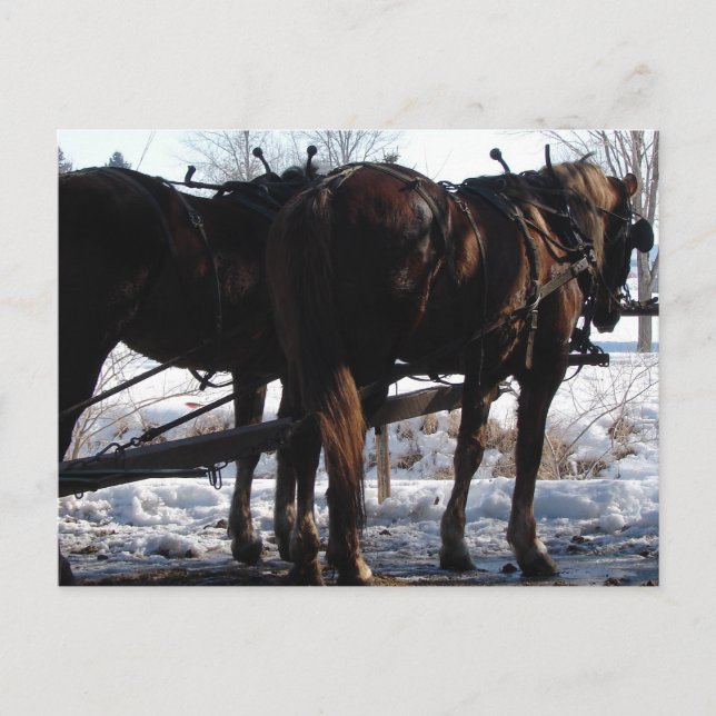 At the Hitching Post Postcard (Front)